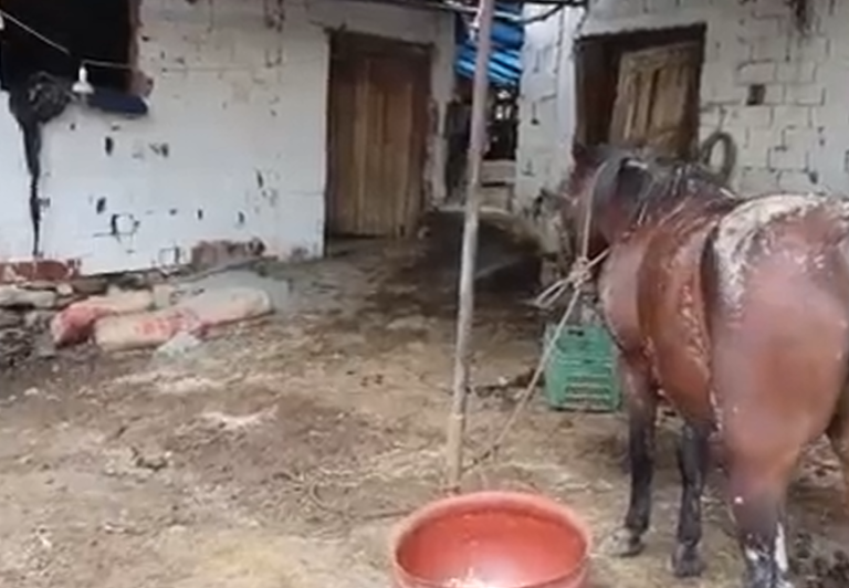 Aydın’da Sel Böyle Geldi, Hayvanları böyle sürükledi.