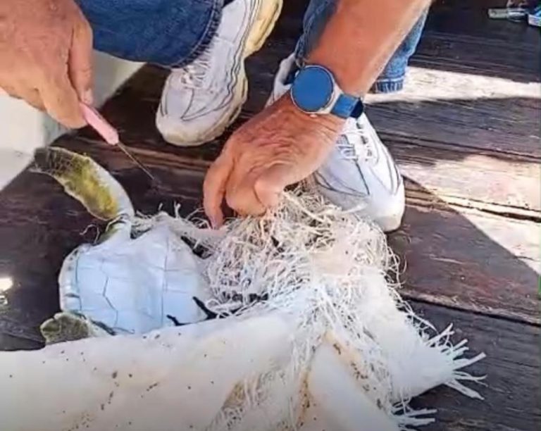 Çuvala dolanan deniz kaplumbağasını çevreciler kurtardı